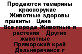 Продаются тамарины краснорукие . Животные здоровы привиты › Цена ­ 85 000 - Все города Животные и растения » Другие животные   . Приморский край,Дальнереченск г.